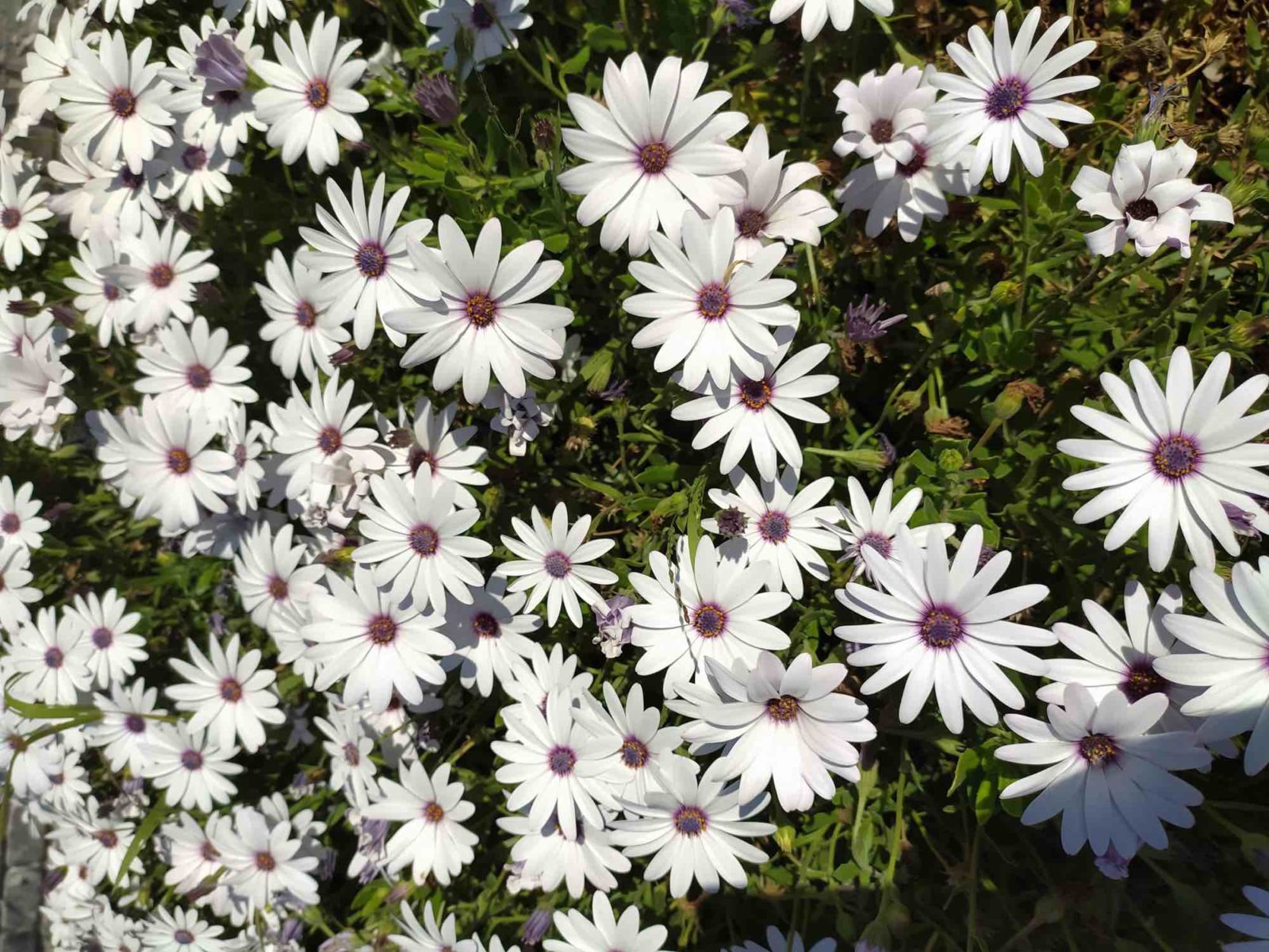 white flowering osteospermums growing outside together