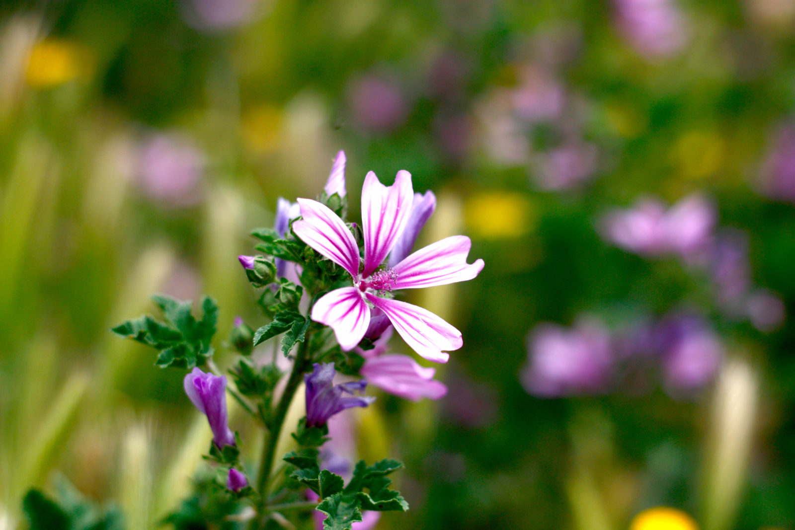 pink flowering phlox with star-shaped petals growing outside in a field