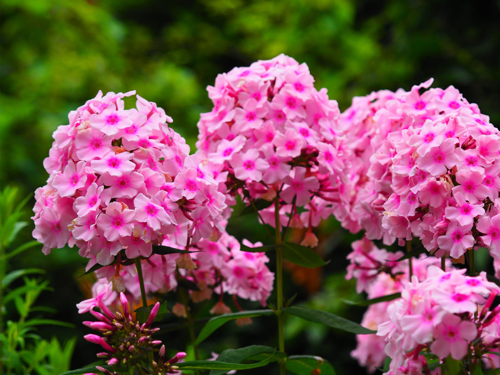 pink flowering heads growing from a phlox plant outside
