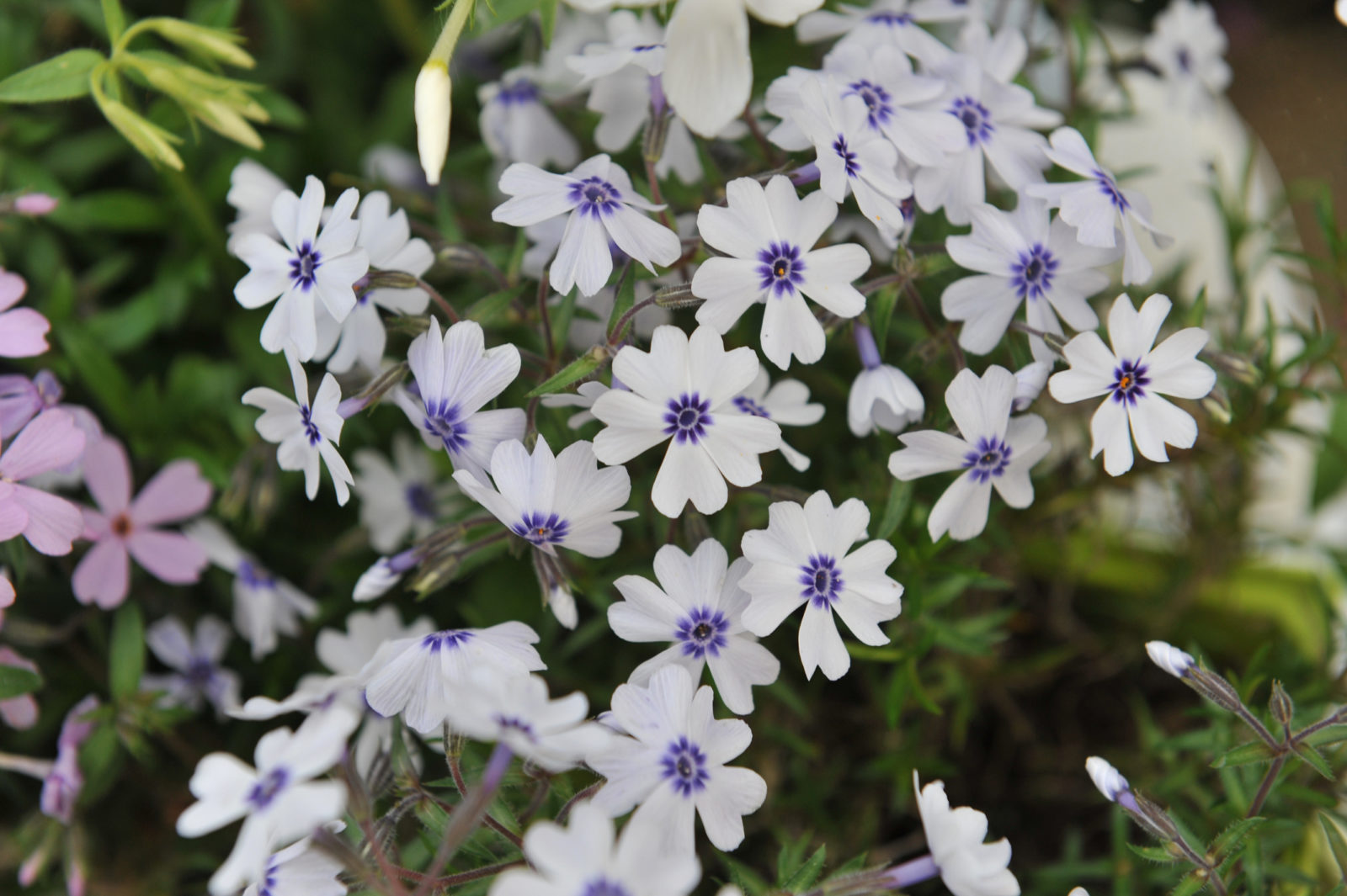 white flowering phlox plant growing outside