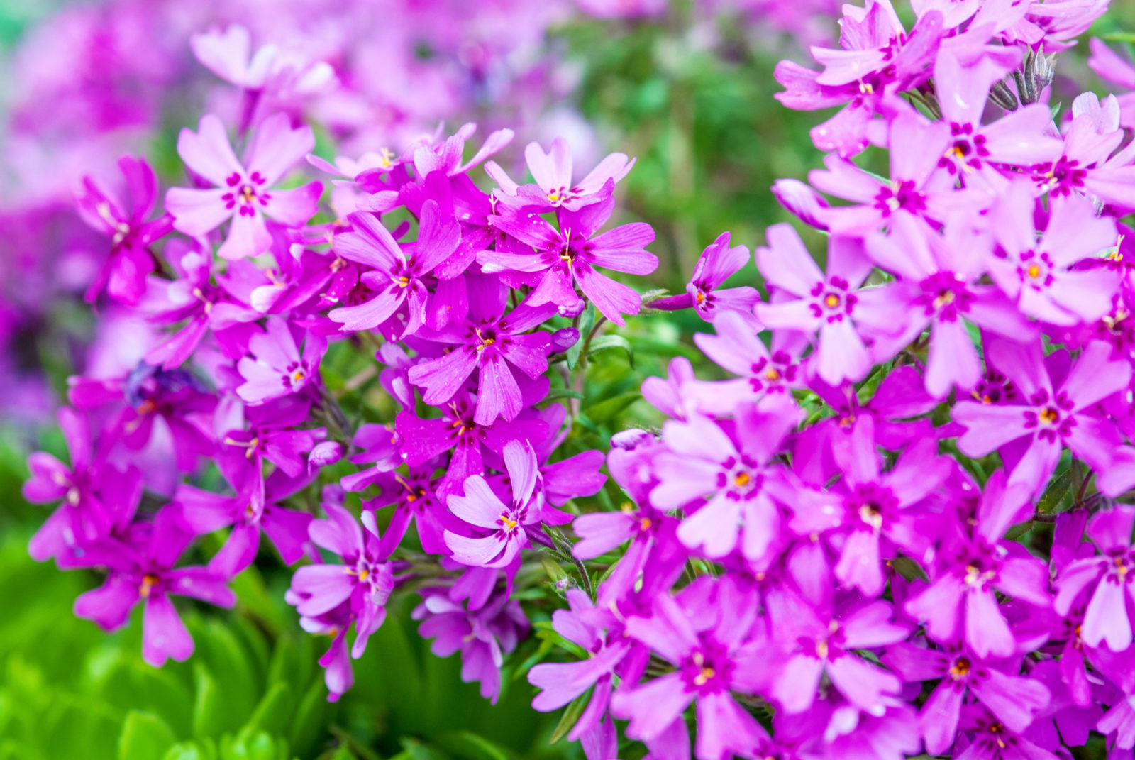 pink flowering phlox growing outdoors