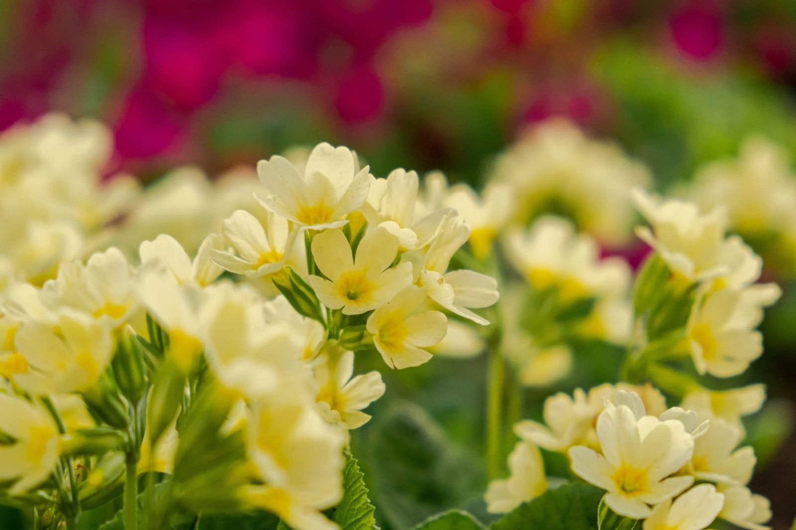 primula flowers with light yellow colour in a flowerbed