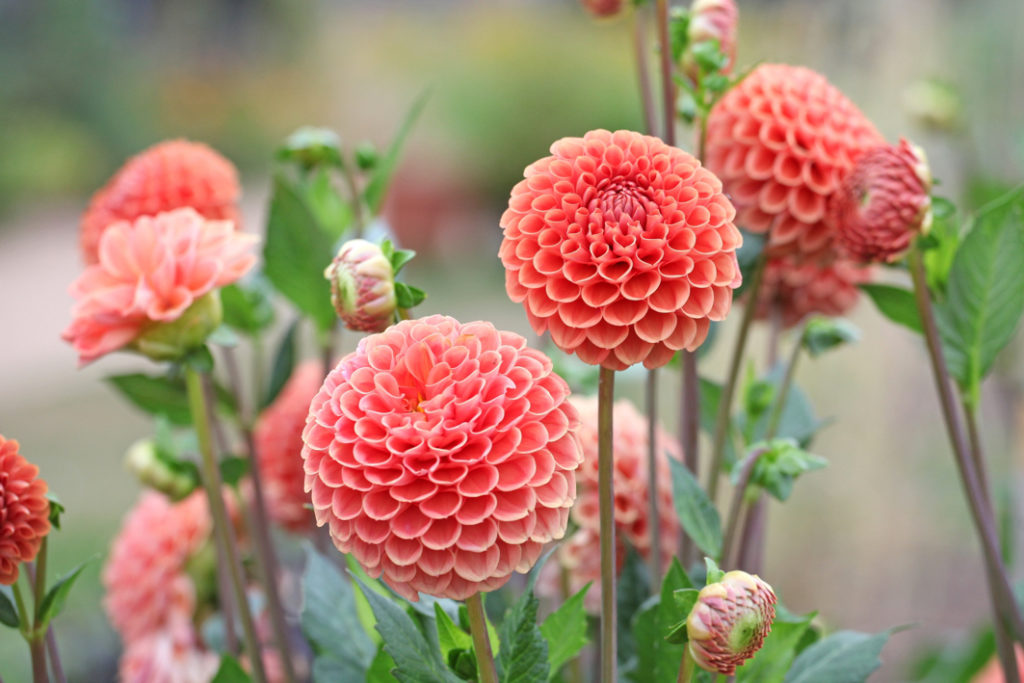 round pink heads of dahlia 'cornel brons' growing outside 