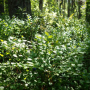 small low-growing shrub in a woodland area in the sunlight