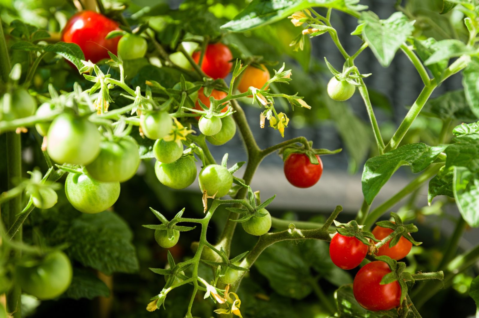 red, orange and green tomatoes growing from the vine