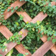 a lattice-structured wooden trellis with green leaves growing around it