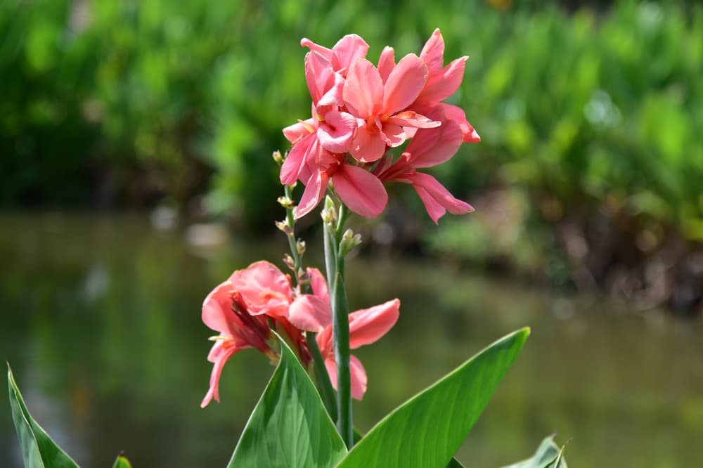 pink flowering canna indica