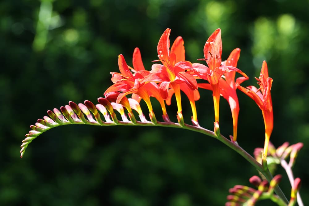 beautiful orange flowering stem of giant montbretia