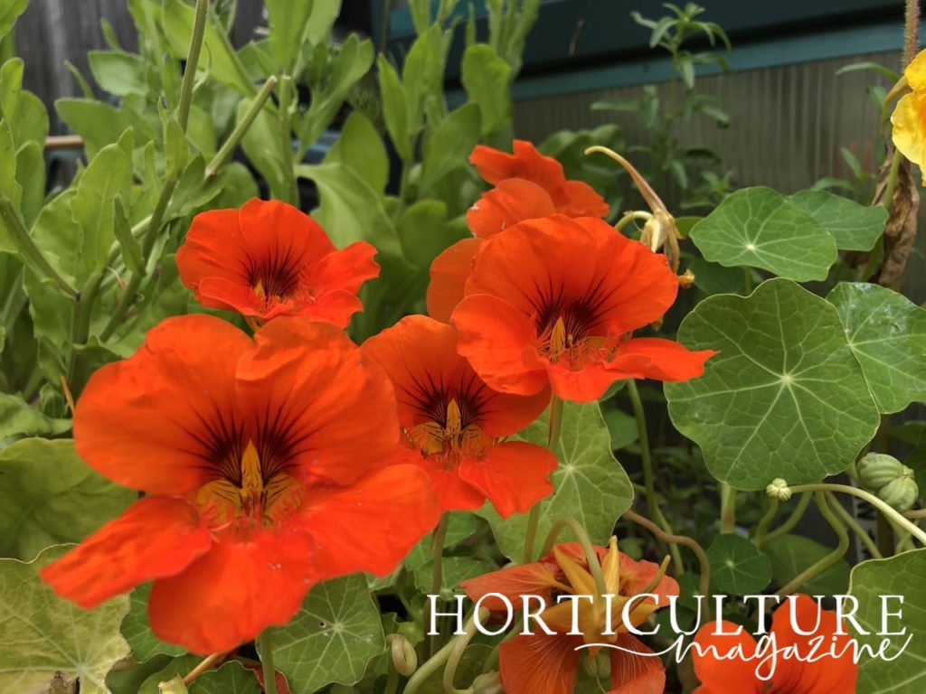 orange flowering Nasturtium with lilypad-shaped green foliage