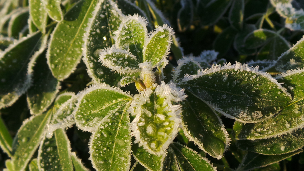 choisya leaves covered in a layer of frost in the winter