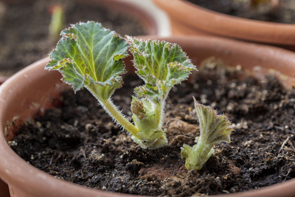 begonia seedling growing from a container inside