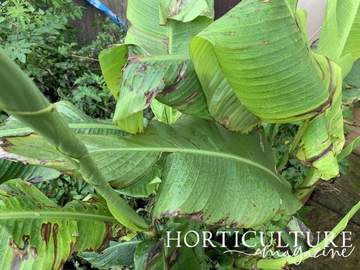 How (And When) To Cut Back Canna Lily Horticulture.co.uk