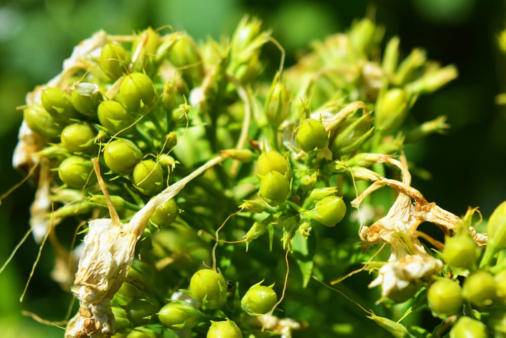 ripe round seed pods of perennial phlox, with visible wilted blooms