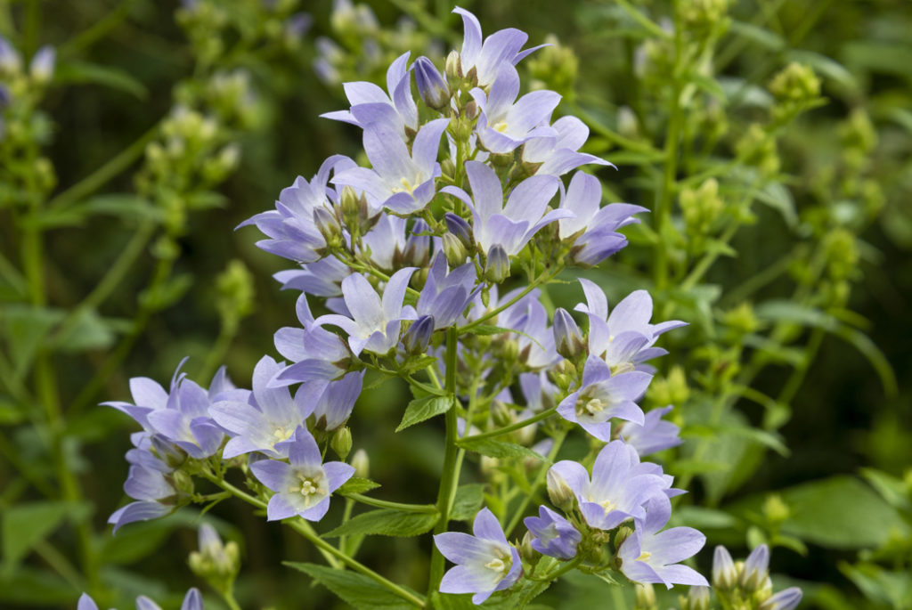 light blue flowering campanula growing from a tall stem outside