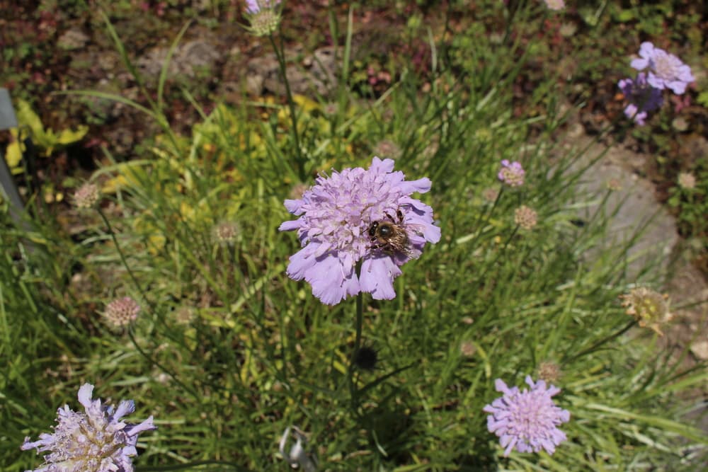 bee sat on a lilac flower of Scabiosa graminifolia in its native environment