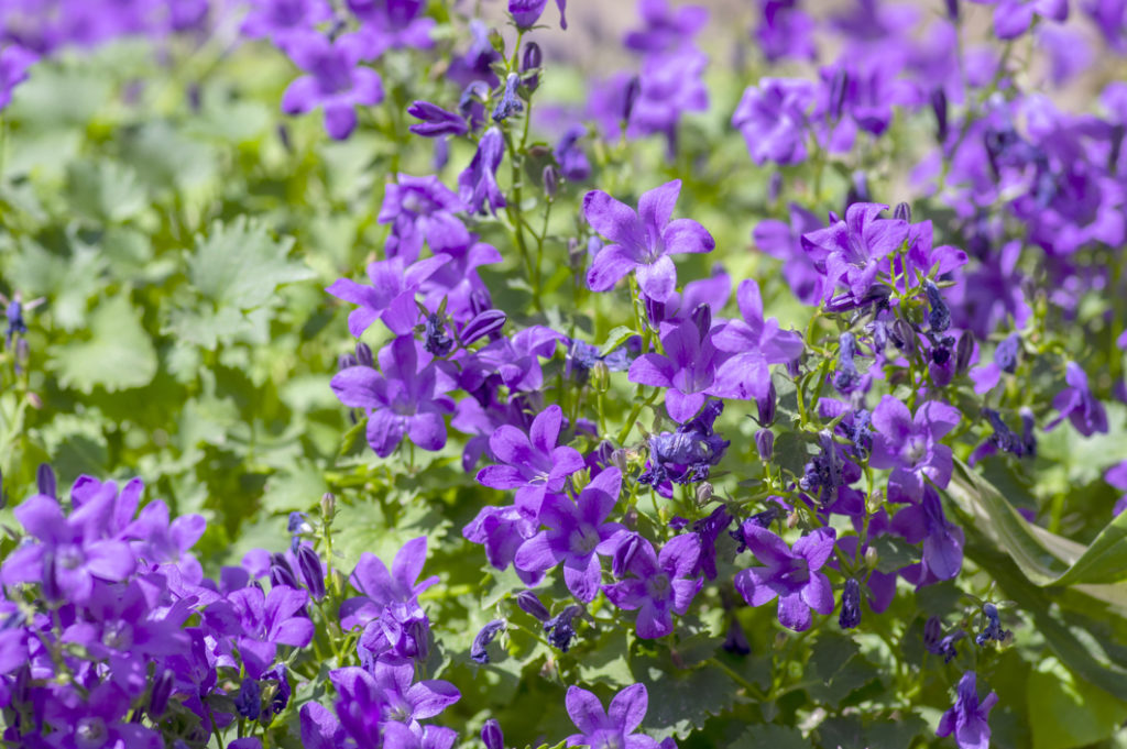 purple flowering campanula growing outdoors in a field