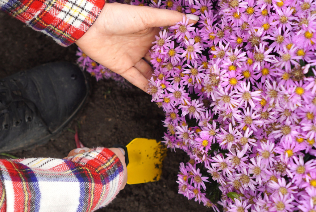 someone using a yellow trowel to carefully dig around the outside of a pink flowering aster plant