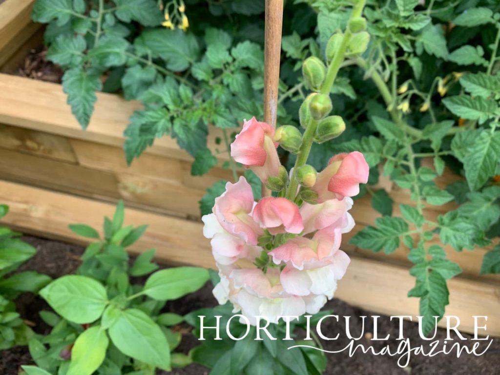 beautiful pink and white flowering snapdragons growing in raised beds