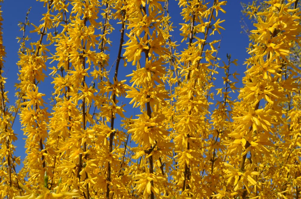 Meadowlark forsythia with bright yellow flowering branches against a blue sky