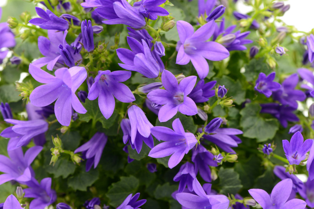 purple flowering bellflower with star-shaped petals growing outdoors