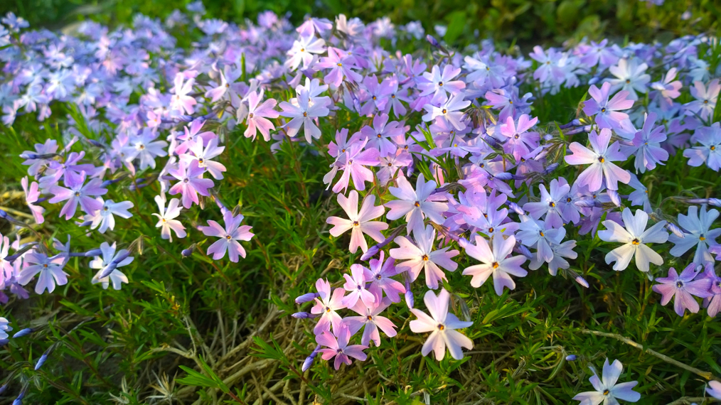 five-petalled phlox 'emerald cushion' with light purple and white flowers growing in a field outdoors