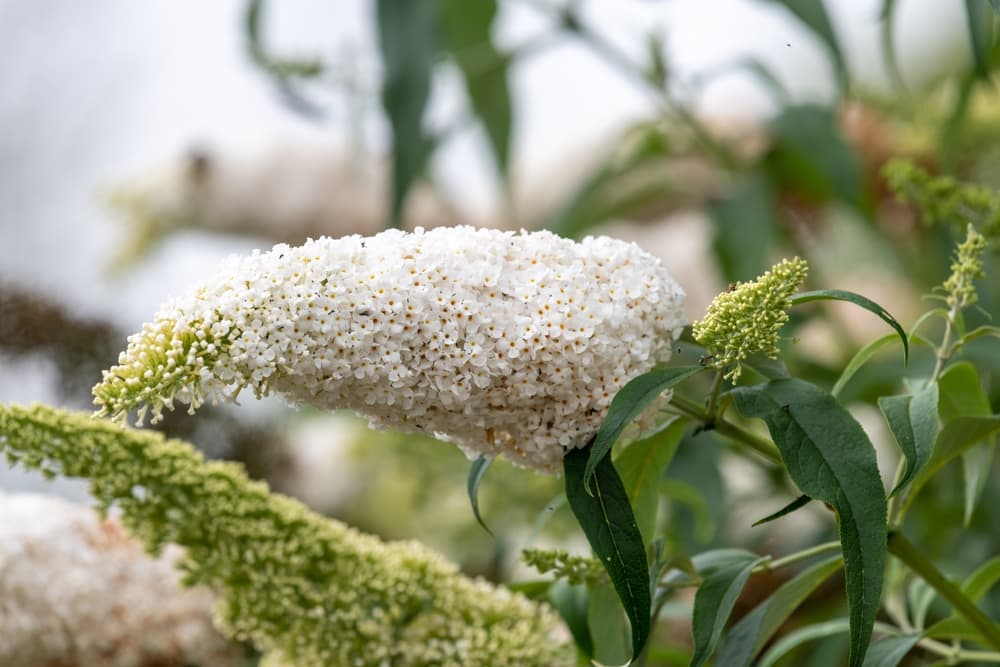 white panicled flowers of buddleja davidii