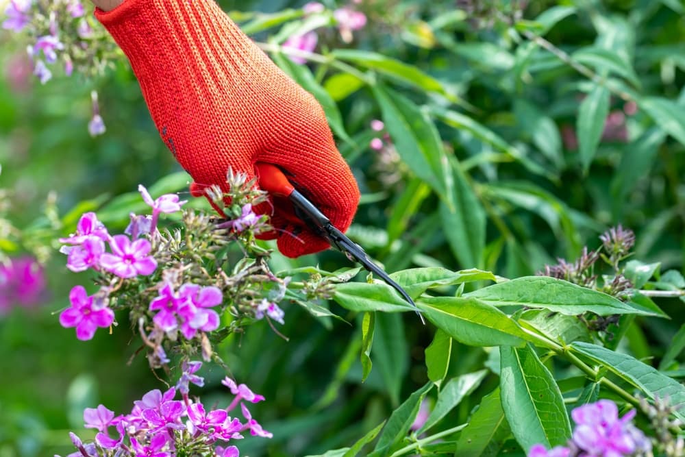 gardener with red gloves cutting back Phlox ready for winter
