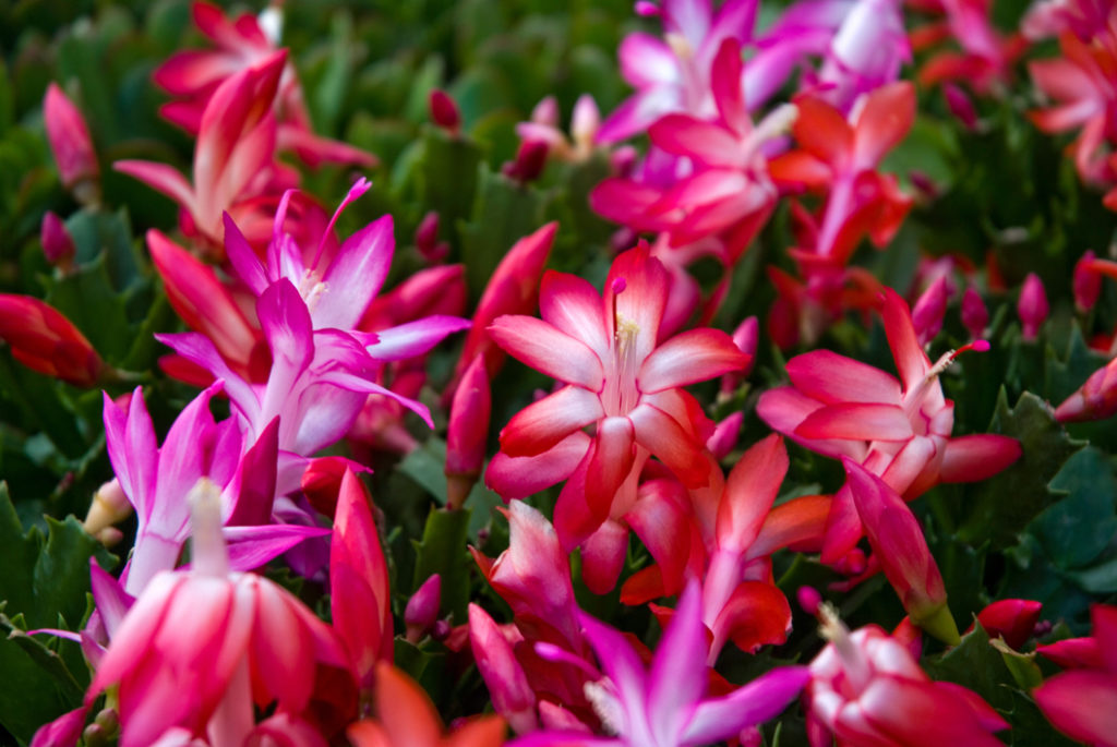 pink and red flowers from Christmas cacti growing next to each other