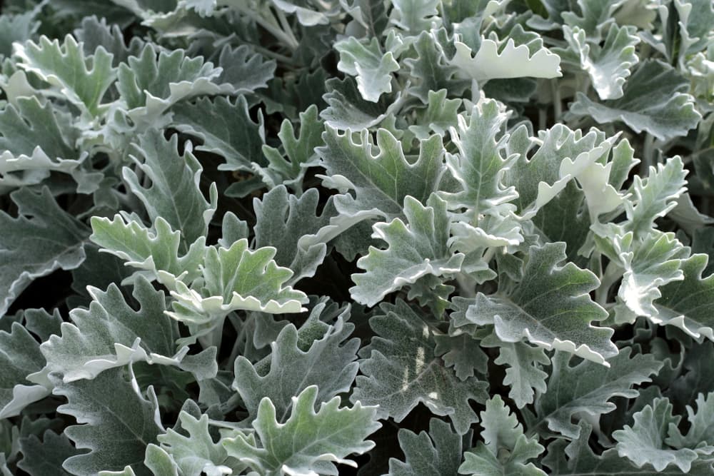 silver foliage of dusty miller plant
