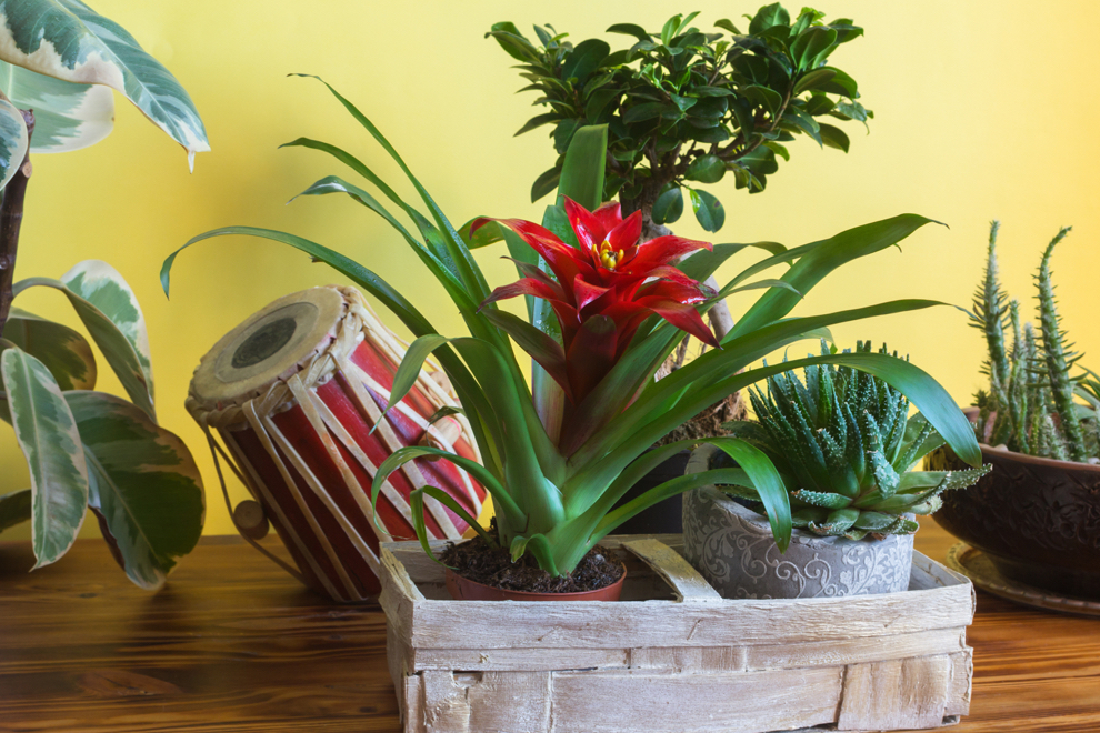 red flowering bromeliad growing in a container inside in front of a yellow wall with other potted houseplants next to it