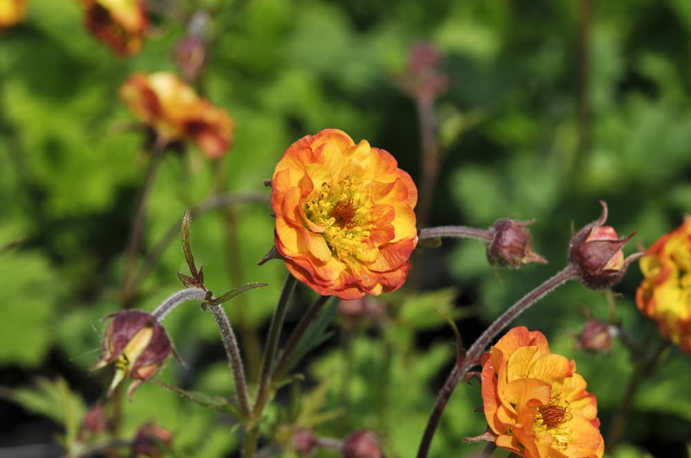 alabama slammer variety of geum plant with orange flowers in bloom