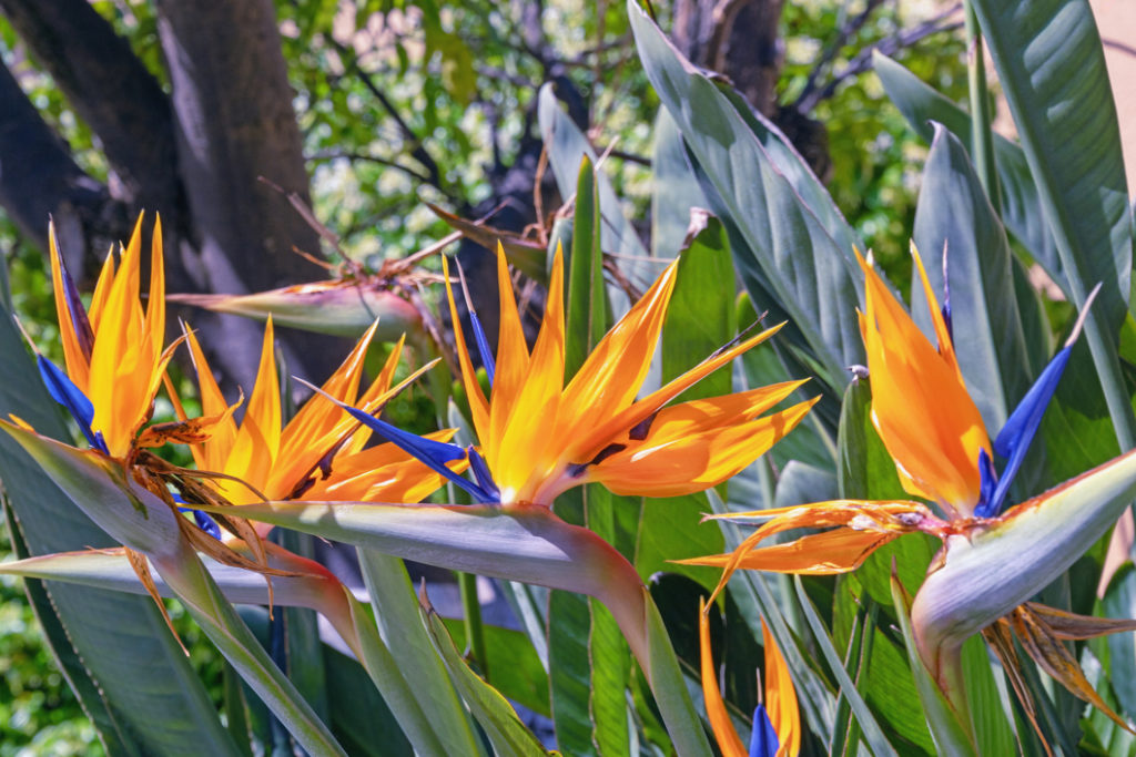 the orange and blue flowering heads of strelitzia plants that resemble the head of an exotic bird growing outside with a tree in the background