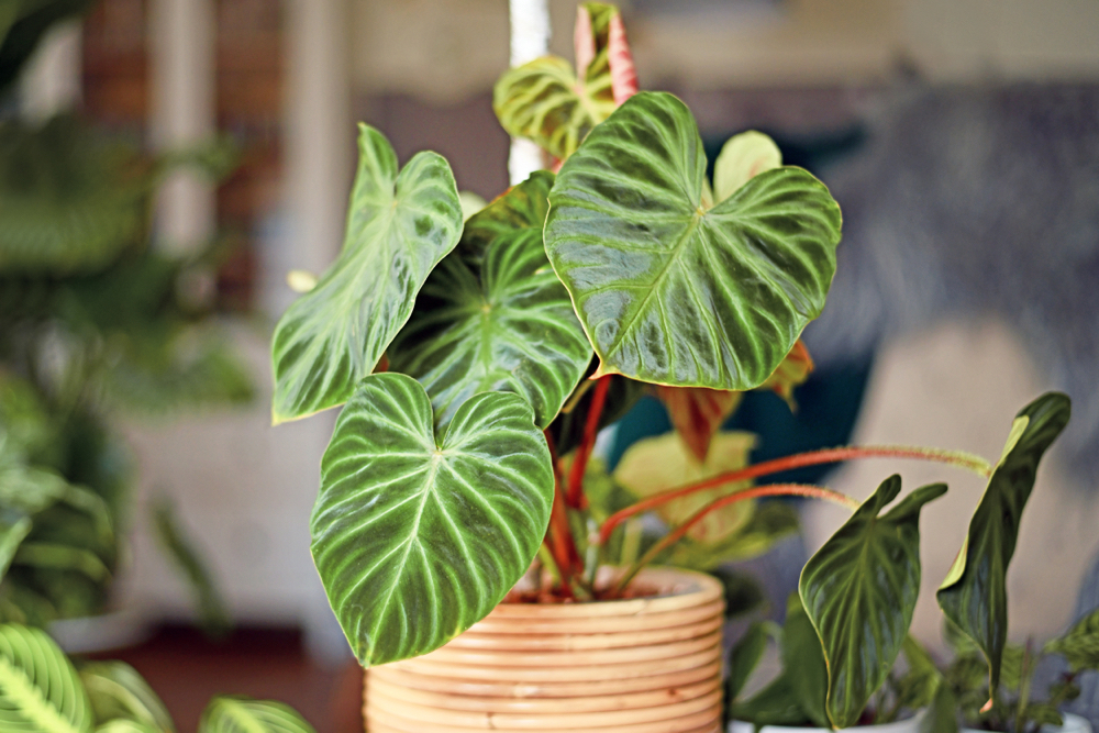 big variegated leaves growing red stems of a potted philodendron plant growing indoors