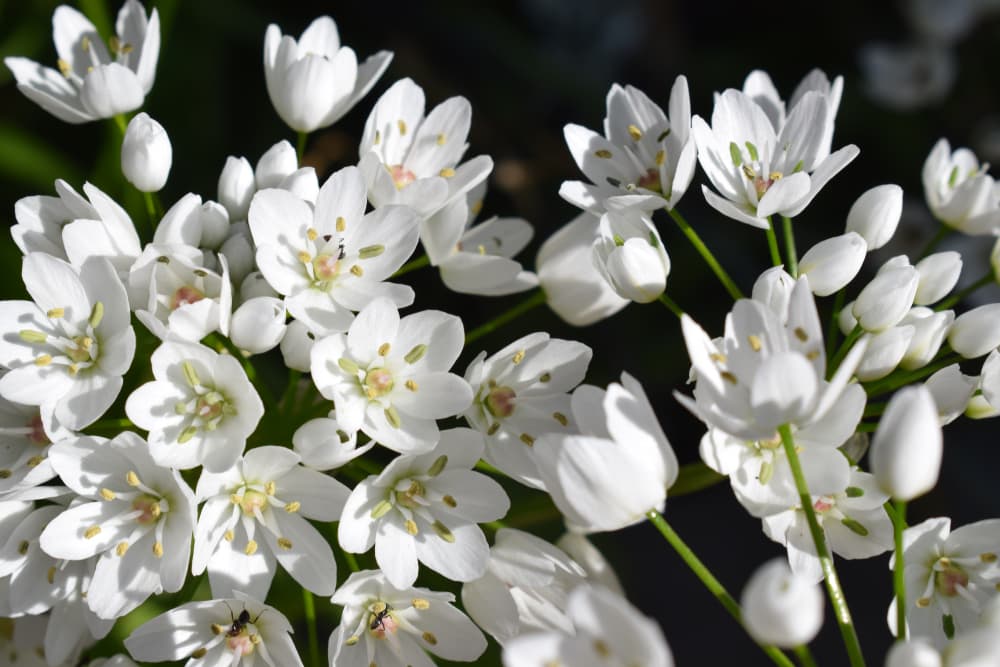white flowers of A. neapolitanum