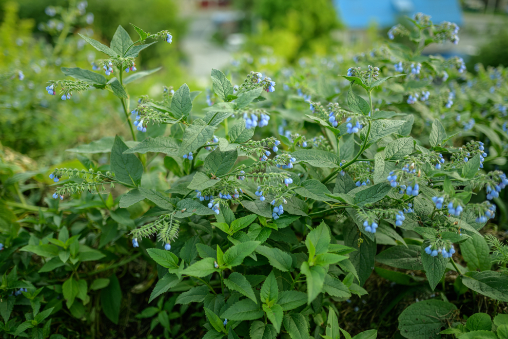 tiny blue flowers growing in clusters from a comfrey shrub outside in a garden
