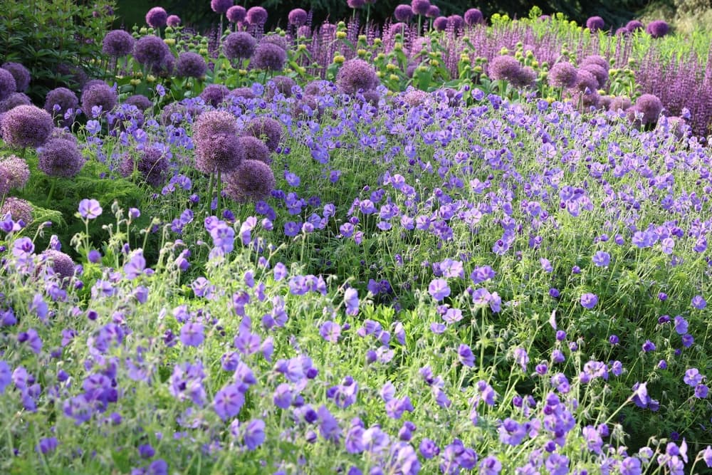 allium gladiator flowers in bloom with Geranium 'Rozanne' covering a large garden bed
