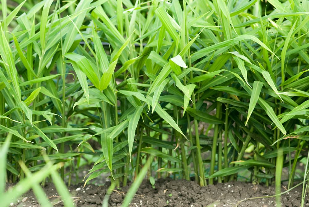 Zingiber officinale crop growing in cultivation