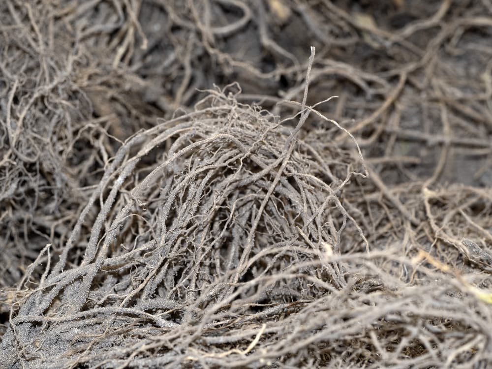 roots of phlox ready for planting