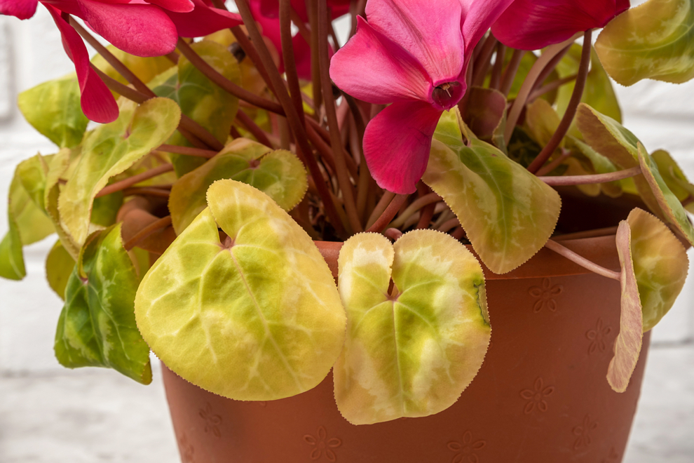 yellowy-green leaves of a pink cyclamen plant growing in a container indoors