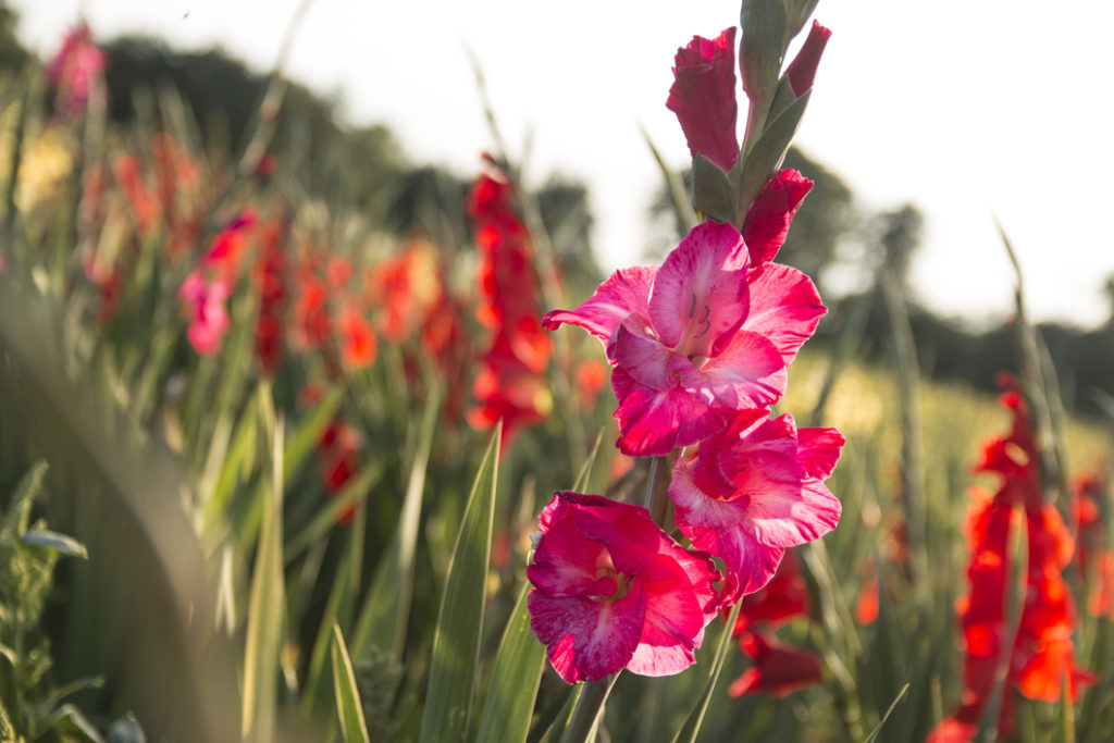 pink flowers growing from the long stems of gladioli outside in a field 