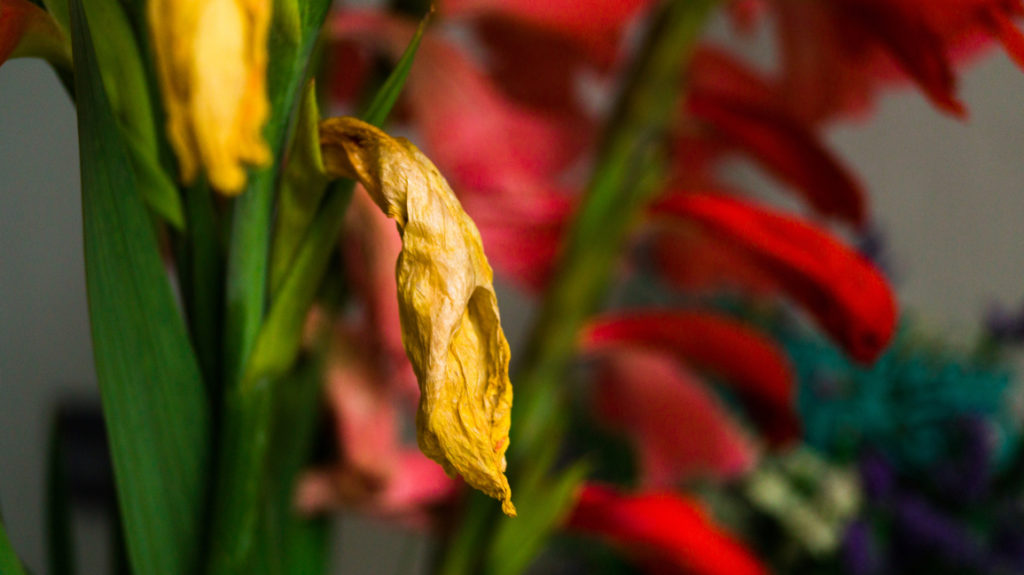 gladiolus plant with wilting yellow flowers growing inside in front of a red flowering plant