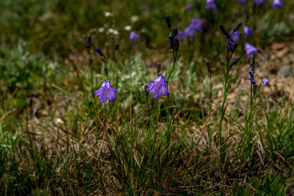 harebell Campanula rotundifolia growing wild