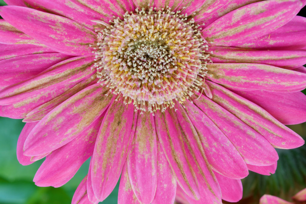 close-up of the pink flowerhead of a gerbera plant that has brown streams on the petals that have been caused by a fungal infection