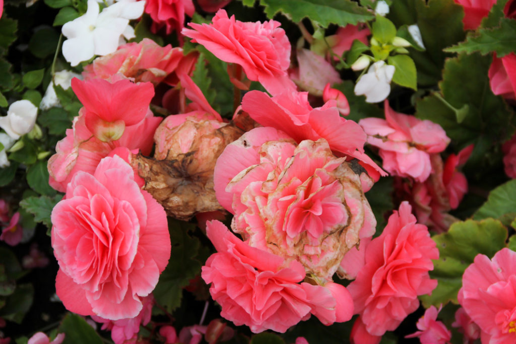 pink begonia with some of its petals turning brown growing outside