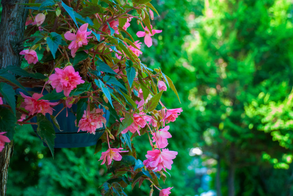 wilting pink begonias growing from a hanging basket outside with trees in the background