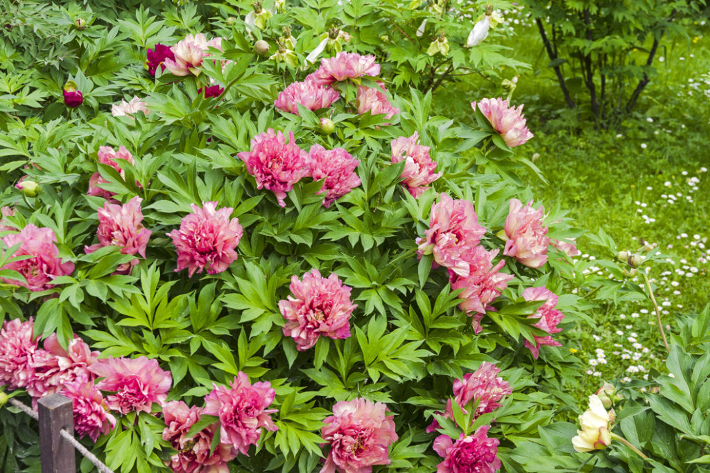 pink flowering tree peony shrub growing in front of a fence outside