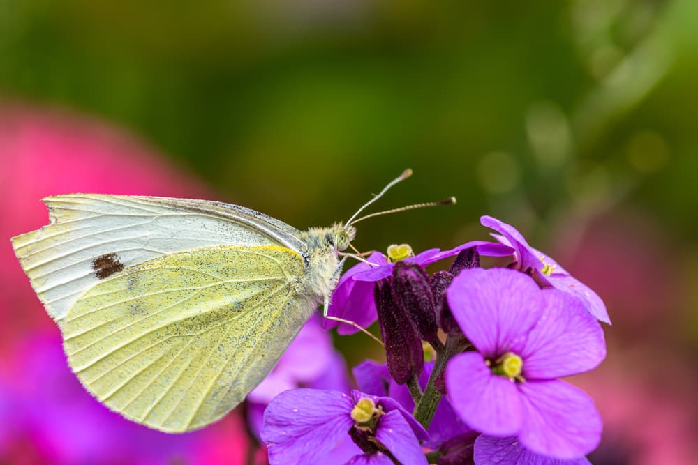 cabbage white butterfly sat on the purple flowers of Erysimum Bowles Mauve