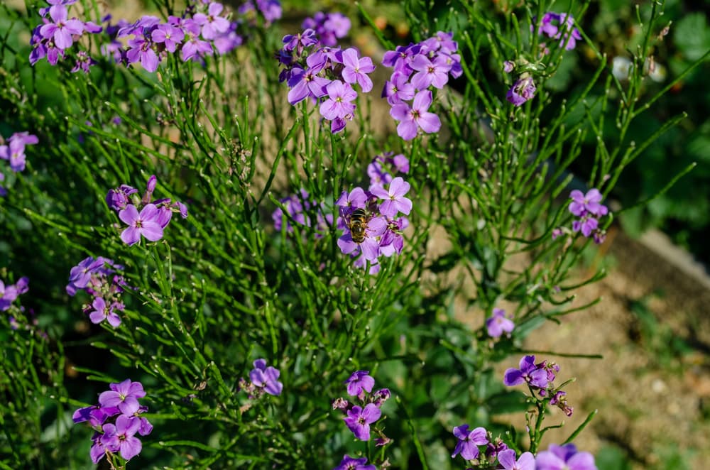 bees on the flowers of Erysimum 'Bowles Mauve'