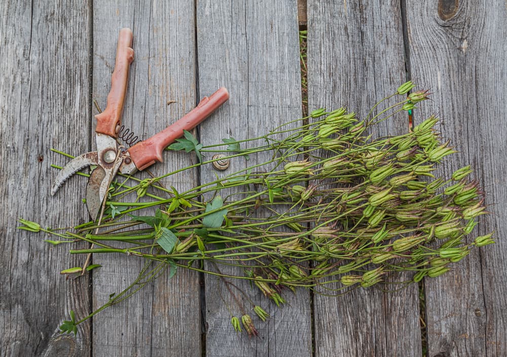 seed pods which have been freshly harvested using a pair of secateurs, sat on a wooden table