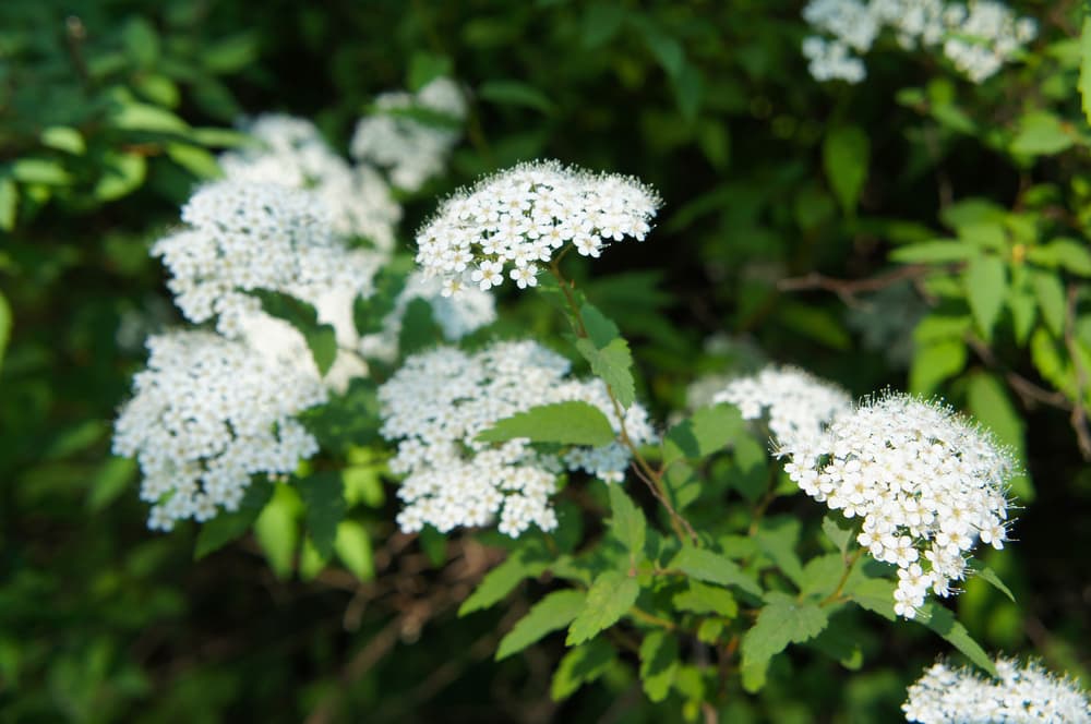 tiny white flowers of Spiraea 'Albiflora'